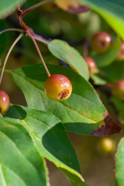 奥林匹亚科斯主帅：阿隆索需要时间；皇马有实力拿欧冠